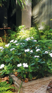 Ferns & Seasonal Plants